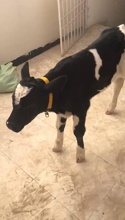 1 Australian Bachra Urgent Sale