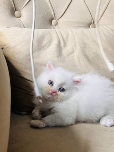 Persian Kittens | Triple coat | Punch Face | Cat Babies | Cute | sale