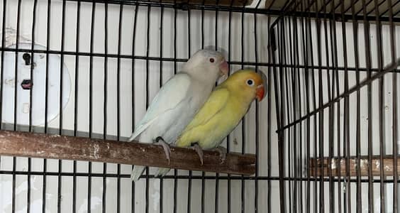 LOVEBIRDS - Cremino ,Decino ,Albino RE ,Opline/PF