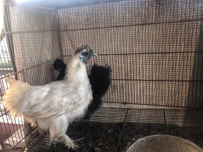 Black silkie male or white silkie female available for sale