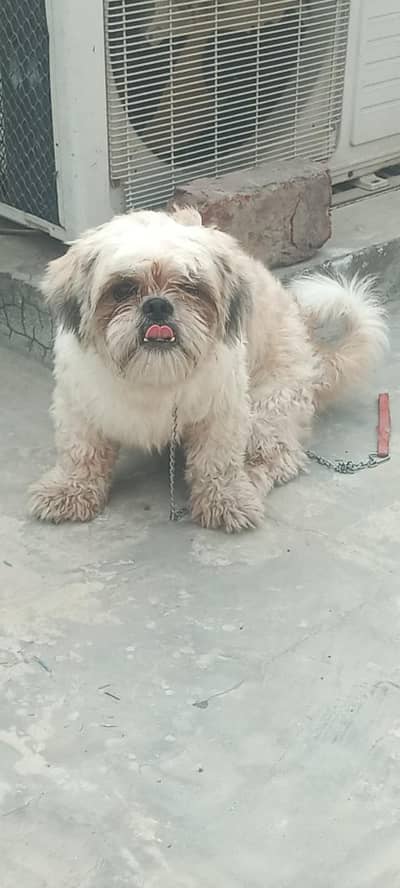 shihtzu male