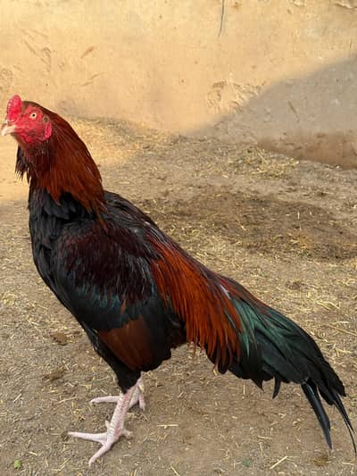 High Qulaity Lakha Patha