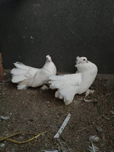 amercian fantial breeder pair