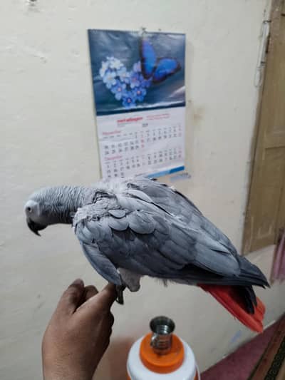 African grey tail parrot .