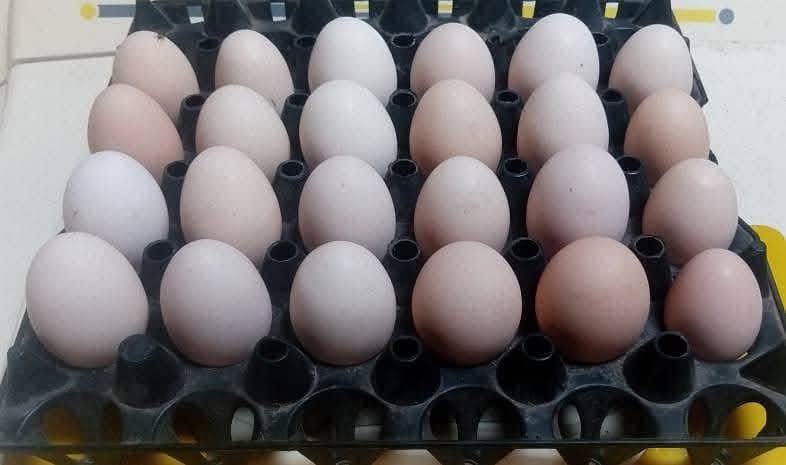 ‎دیسی انڈے دستیاب ہیں 0