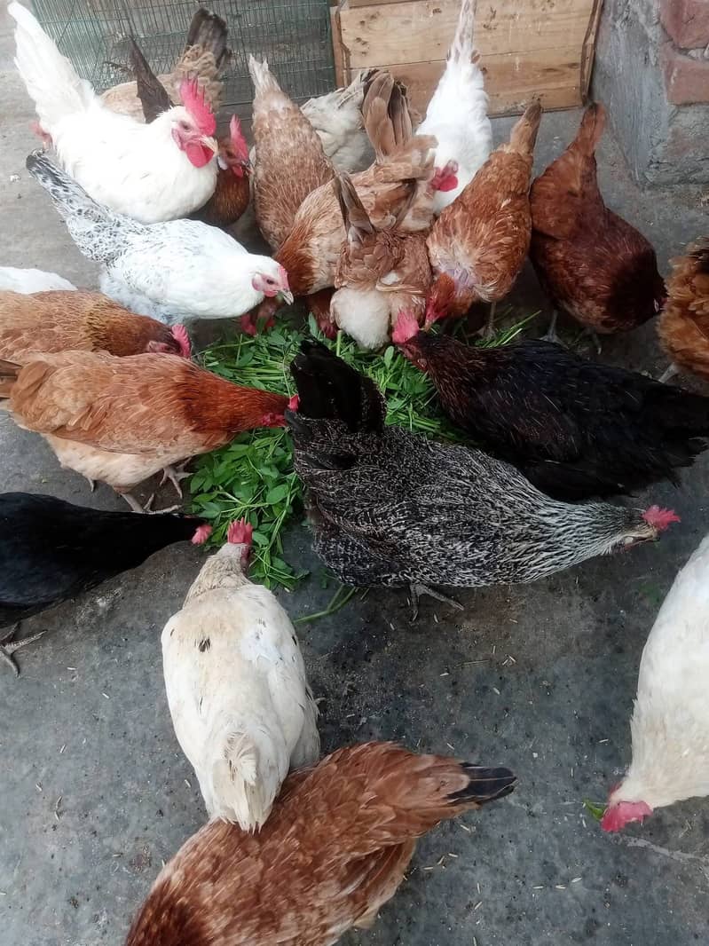 ‎دیسی انڈے دستیاب ہیں 1