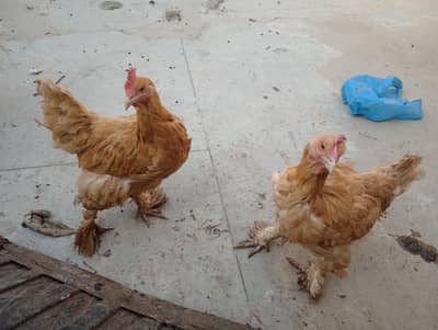 golden buff healthy hen home careed