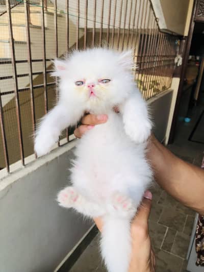 Premium Paki/Peki/Piki Kittens available for sale