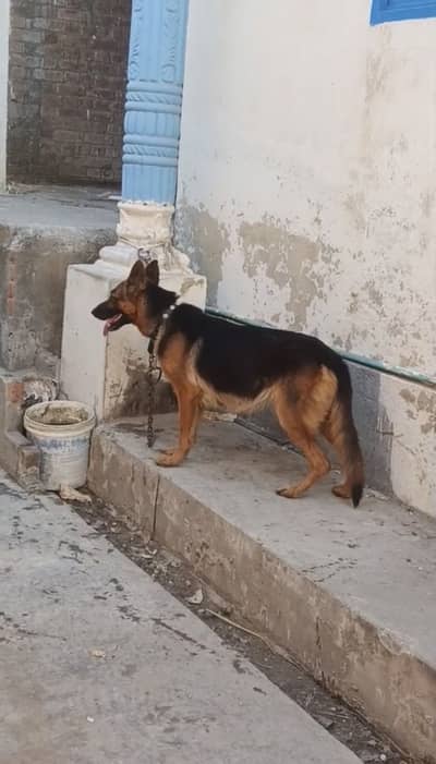 German shepherd female available for sale