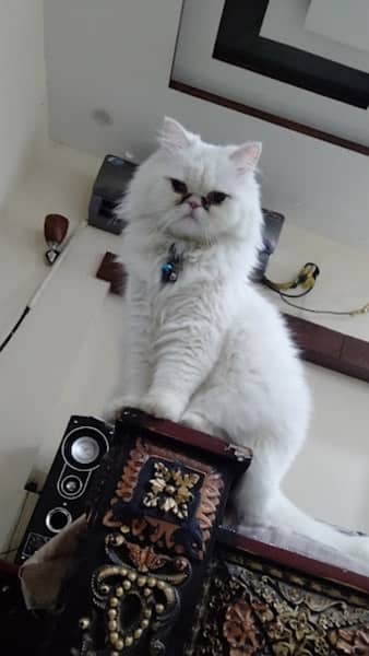 parsian cat pikki face