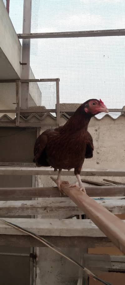 aseel murgi for sale