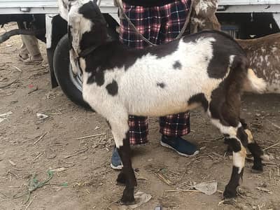 دو عدد بکرے