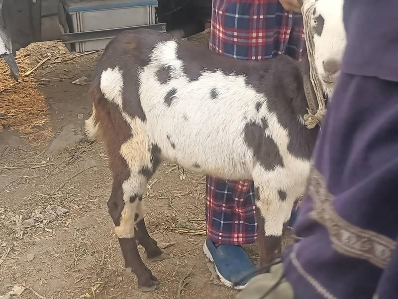 دو عدد بکرے 1