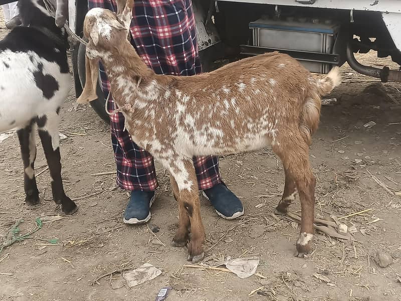 دو عدد بکرے 2