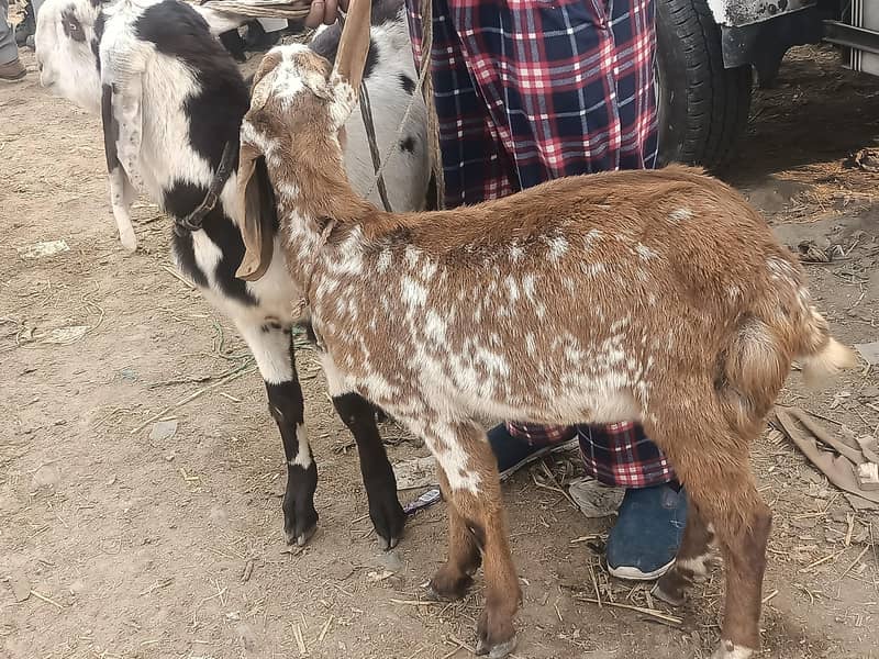 دو عدد بکرے 3