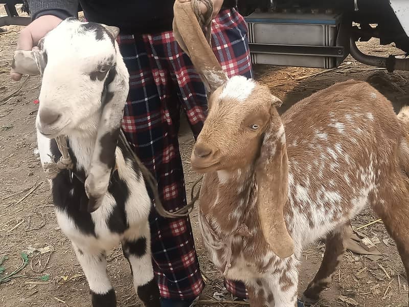 دو عدد بکرے 4