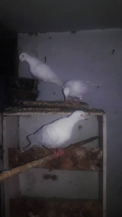 KHUMRAY 3pecs looking for New shelter in lahore.