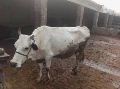 cow for sale