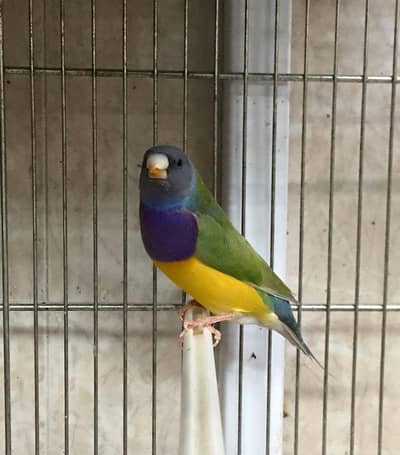 Grey owl breeder pair split gouldian male