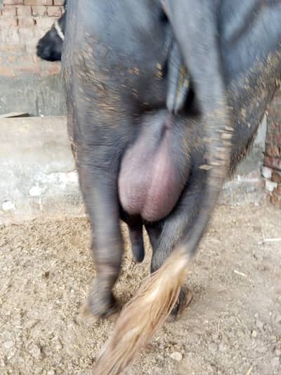 tazi sowi howi 3sea wra03233270024