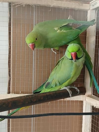 Ringneck For Sale - Breeder Pair also Available