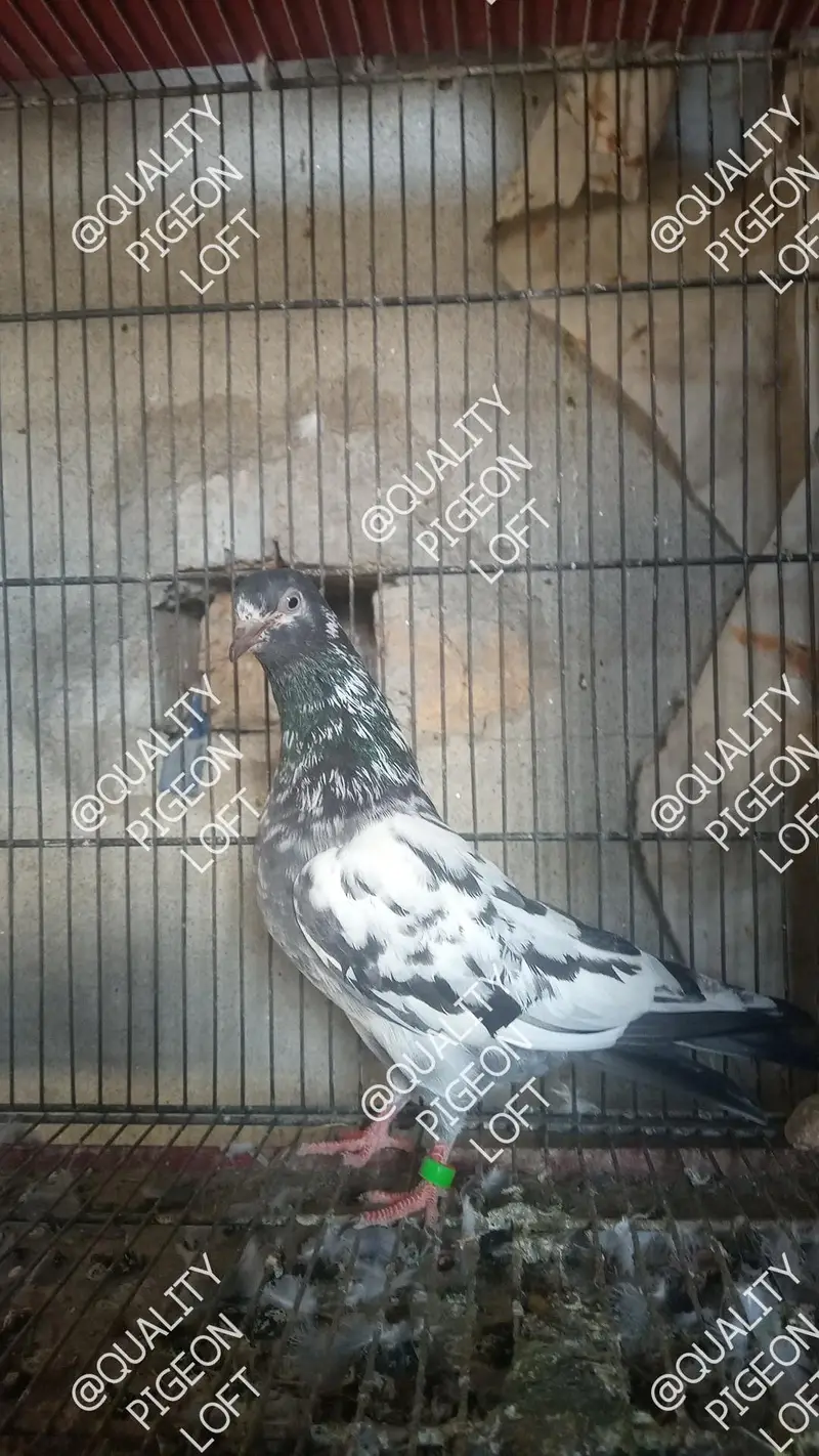 Teddy, dub wale, Zeera, golden, Jacobin, megpie — photo 12
