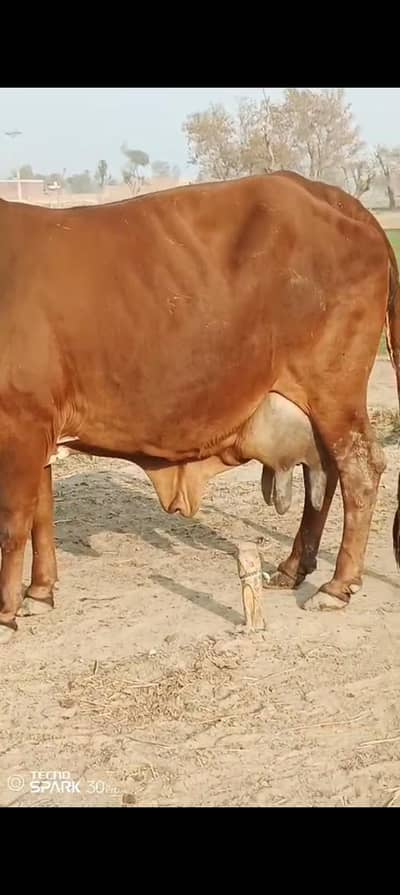 Milki cow  and  fancy Qurbani 03112341389