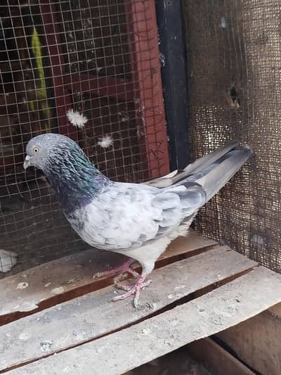 breeder pair hai aur 2 female Hain jisko Chahiye rabta kere