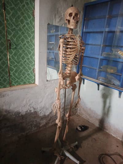 Human skeleton