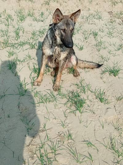 German , beggary mix