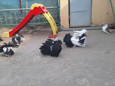 American Jumbo sizes fantails available