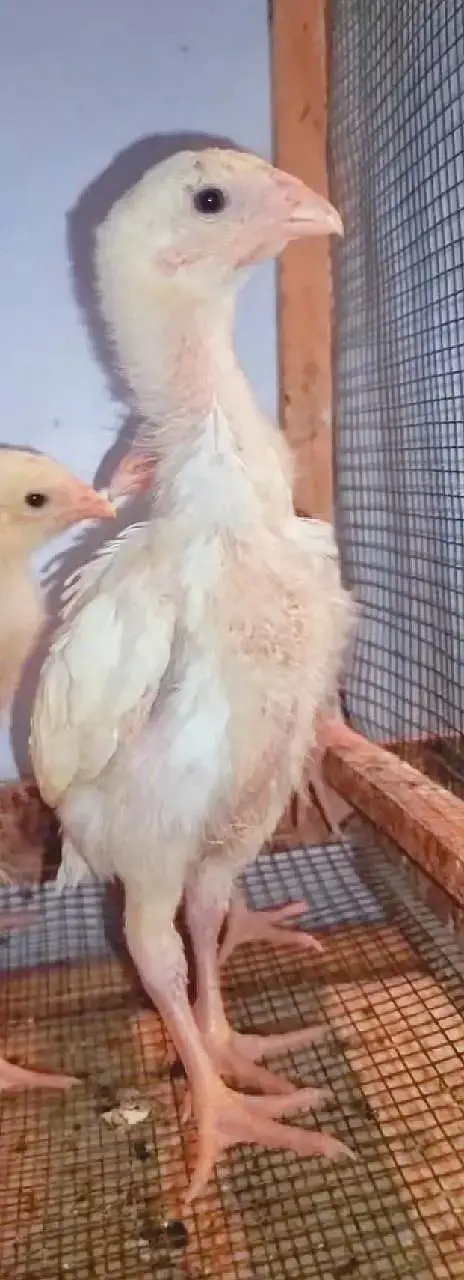 Aseel Shamo | White Shamo | White Thai | Dragon | Panus Pakoya Chicks — photo 2