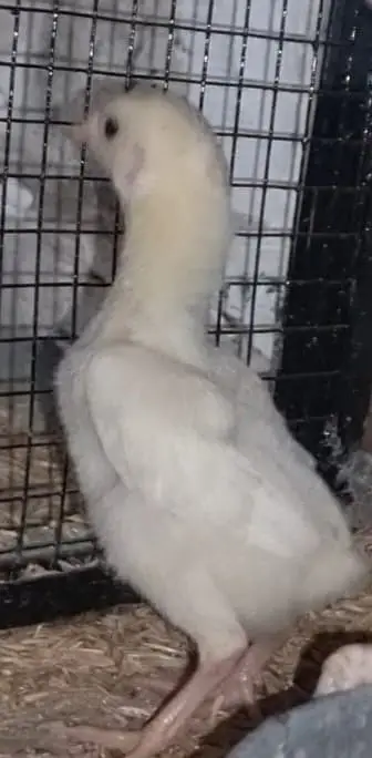 Aseel Shamo | White Shamo | White Thai | Dragon | Panus Pakoya Chicks — photo 6