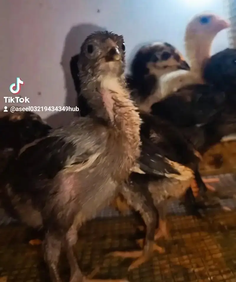 Aseel Shamo | White Shamo | White Thai | Dragon | Panus Pakoya Chicks — photo 8