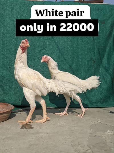 pure Aseel mianwali| burmi |king shamo |high quality heera| aseel thai