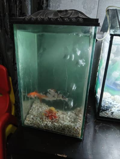 aquarium with koi fishes