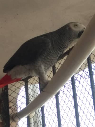 African Grey breeder male