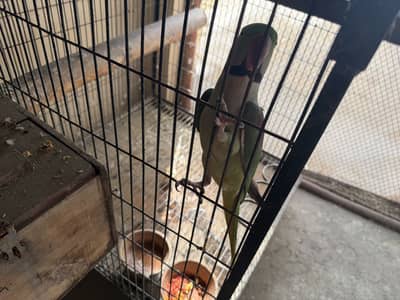 Selling my parrots birds