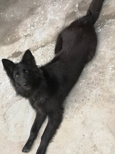 Black german shepherd