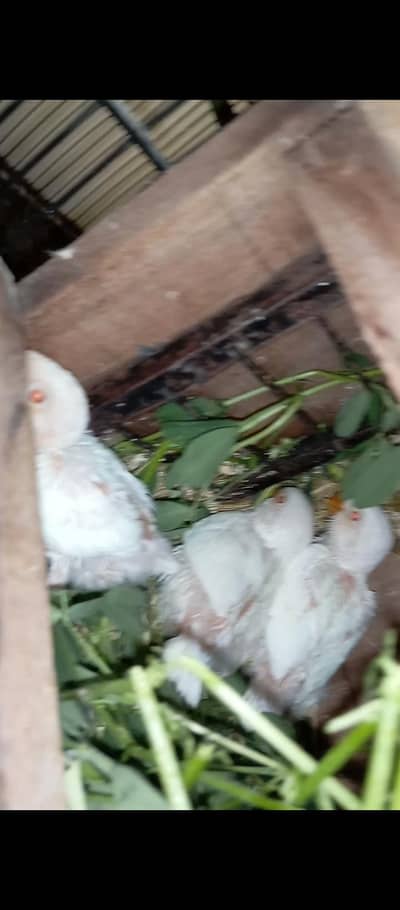 albino red eye love birds chicks available for hand pir pic 1500  tame