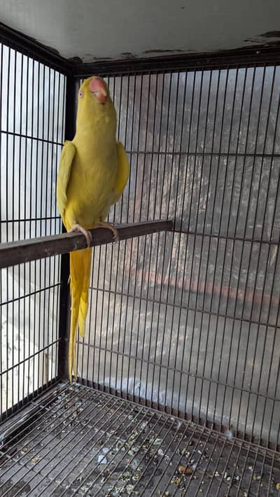 yellow Male Young age 20 months/ Breeder female available