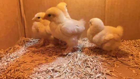 Japanese golden bantam & molted milli chicks