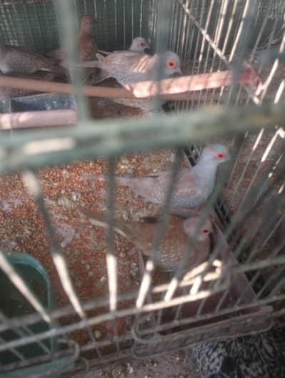 red Dove blue doves pied doves  all available