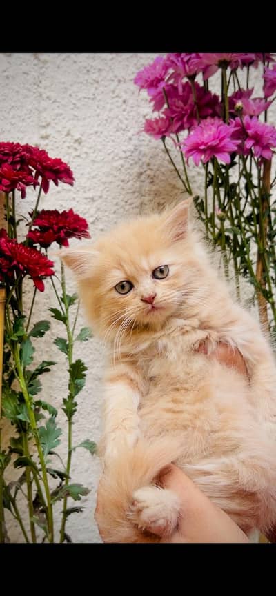 white persian kittens | Fawn | calico | bicolor | semi punch | kittens