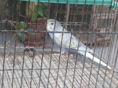 Spengle , Pide , and other clr Budgies available