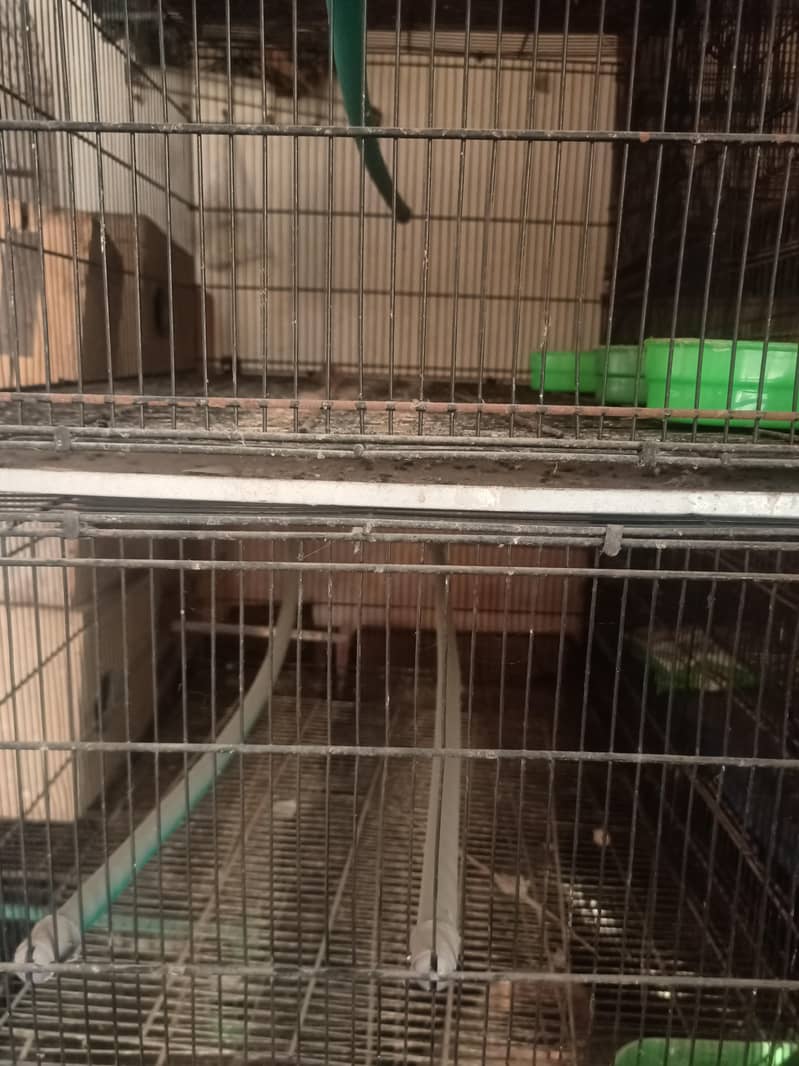 چار بریڈنگ کیجز باکس اور مٹکی سمیت برائے فروخت 1