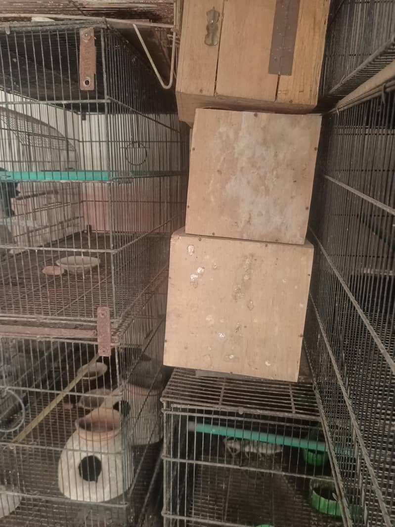 چار بریڈنگ کیجز باکس اور مٹکی سمیت برائے فروخت 3