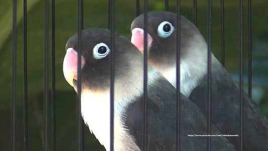 Love Birds and Other Birds