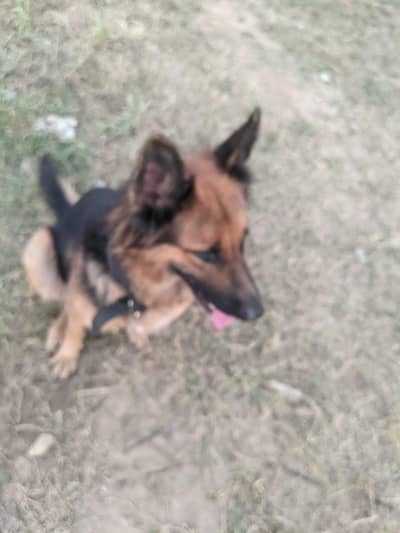 German shepherd female