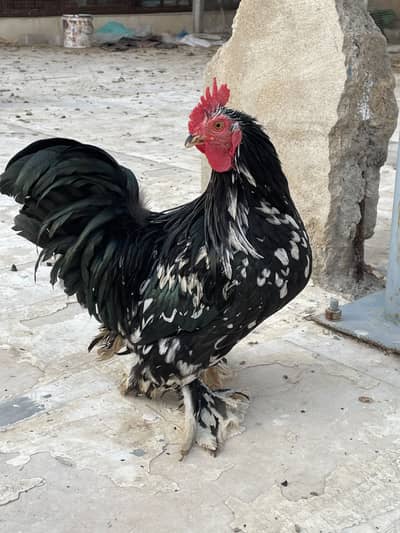 Molted bantam